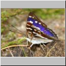 Apatura iris - Grosser Schillerfalter 02c Sandgrube Niedringhaussee.jpg